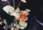 Mimulus cupreus